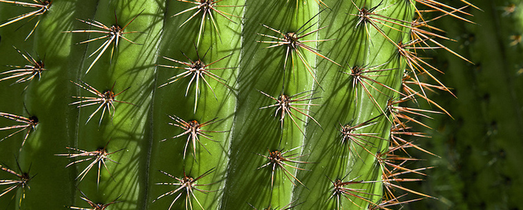 kaktusz fotórészlet