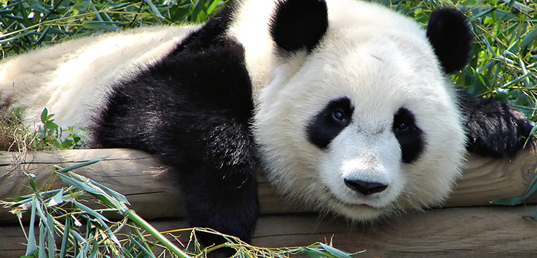 Panda mackó fotó