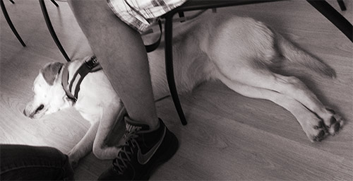 Zoli kutyája Borcsa alaszik a gazdi lábainál tesztelés közben